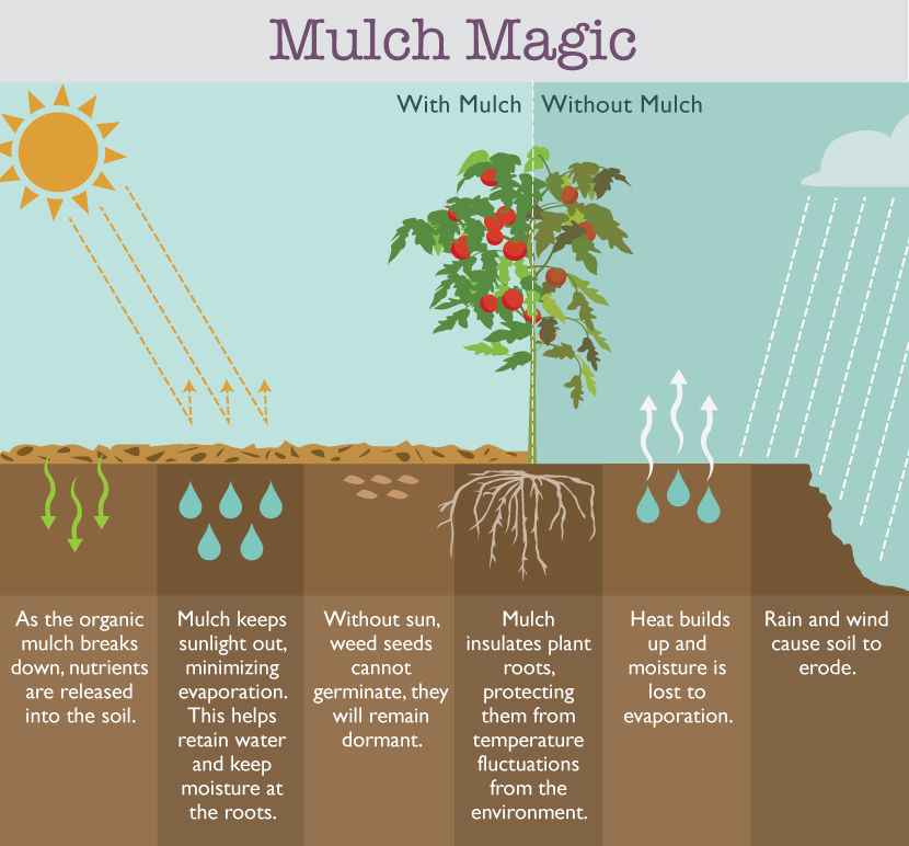 Reason for mulching your garden