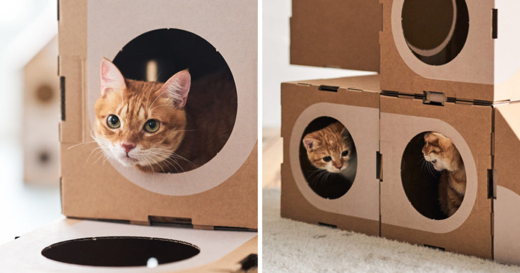 Here's Why Your Cat Loves Cardboard Boxes More Than You! Arenteiro