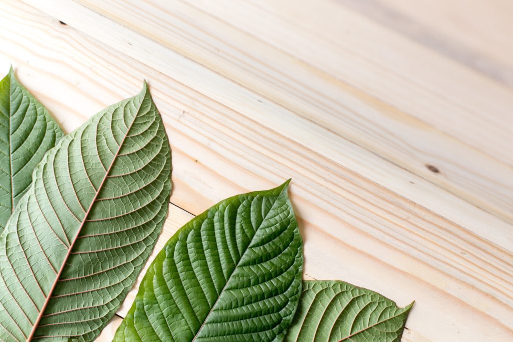 What You Need To Know About Kratom Tree?