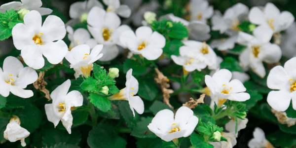 What Is Bacopa? Herbalife Ingredient for a Sharper Mind