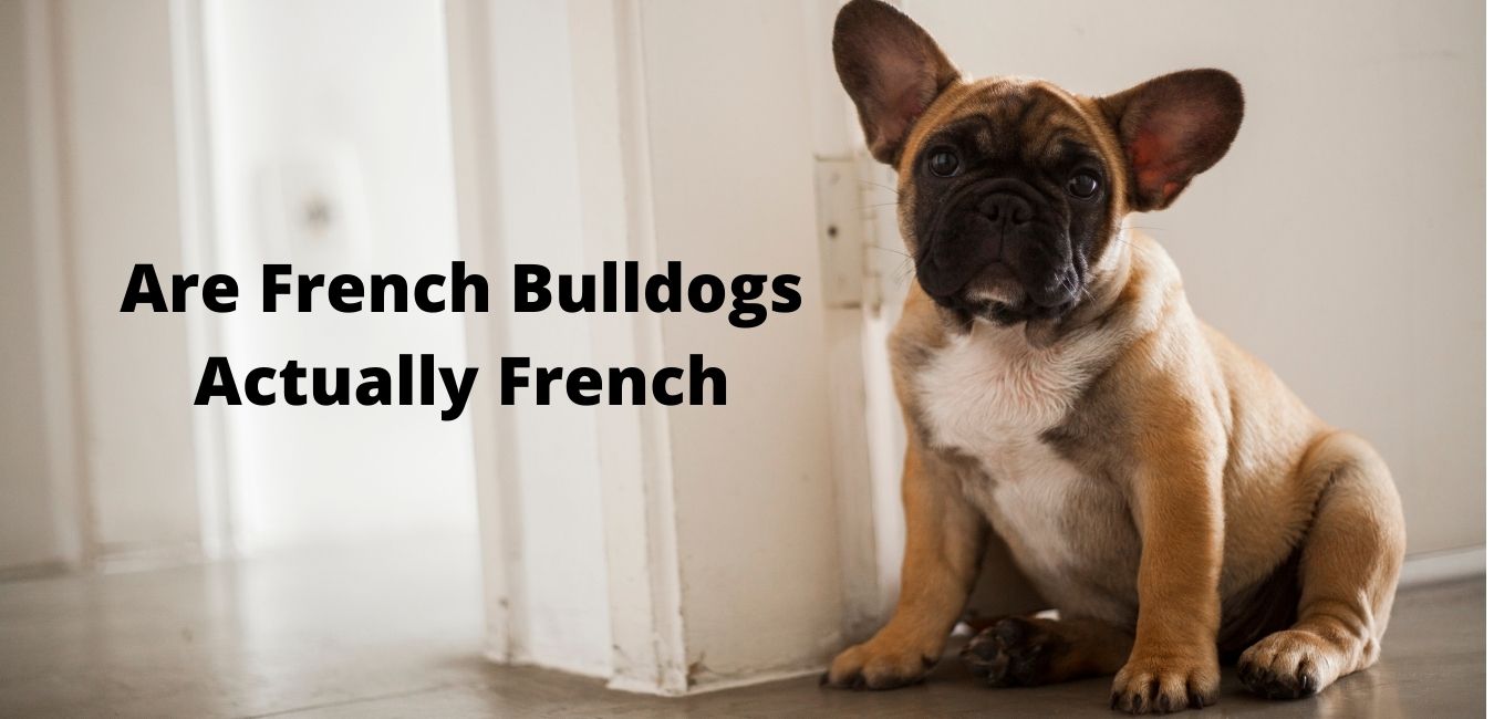 Are French Bulldogs Actually French?