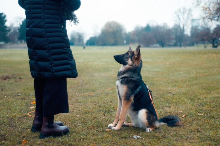 How To Make Your Dog Feel Cozy in Your Home - Arenteiro.com