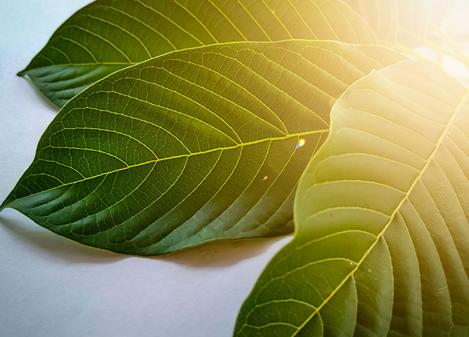 Yellow Kratom Strains- Is it beneficial for your health?