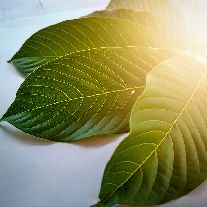 Yellow Kratom Strains- Is it beneficial for your health?