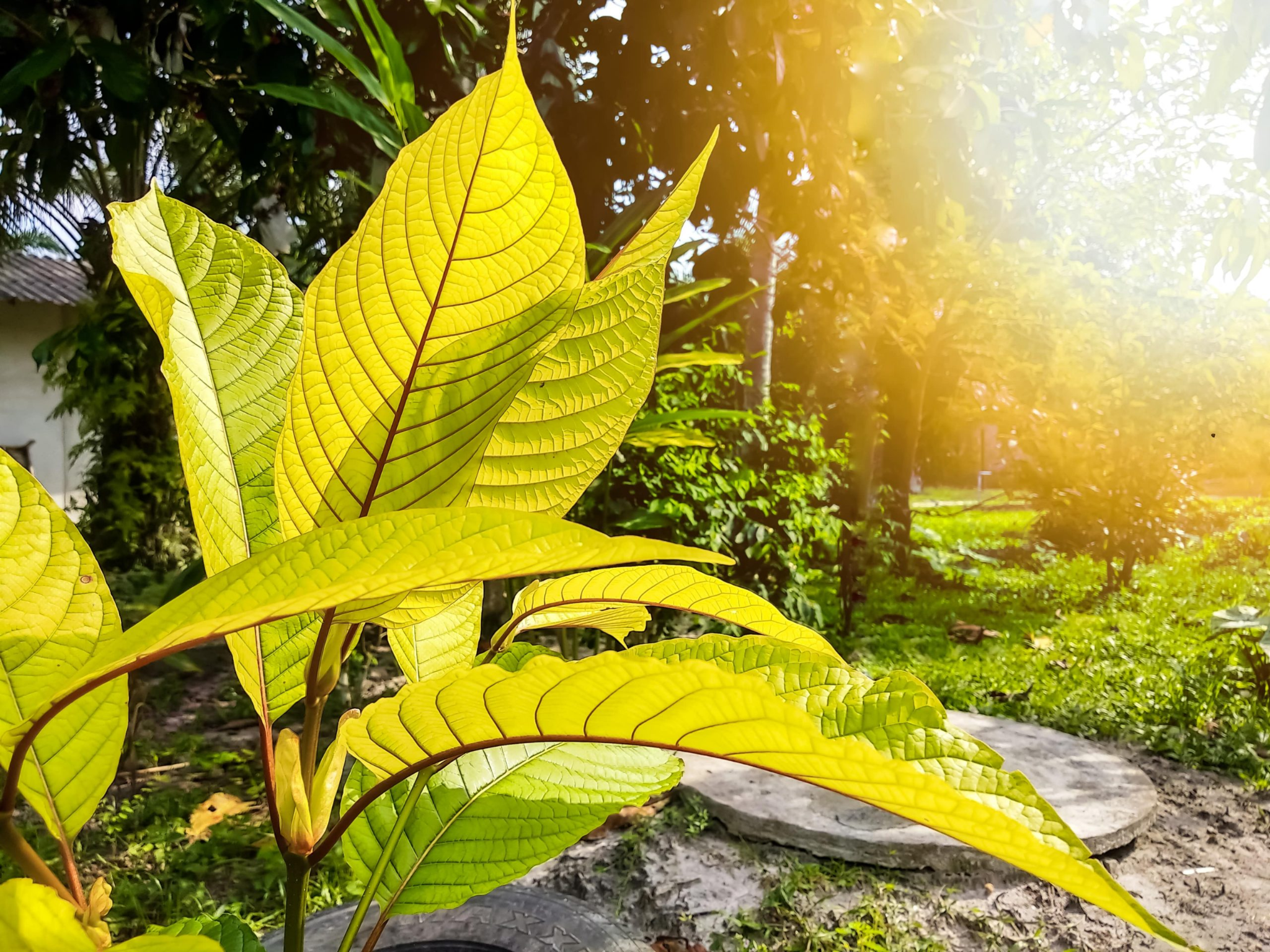  Yellow Kratom Strains- Is it beneficial for your health?