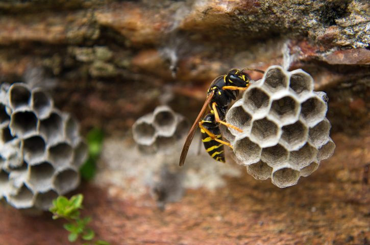 How to (Safely) Get Rid of Wasp Nests