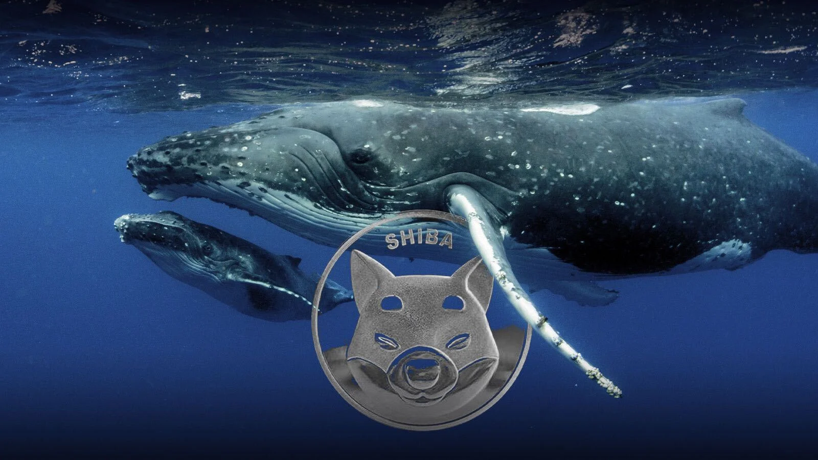 A Young Whale Receives 138 Billion SHIB From A Single Wallet