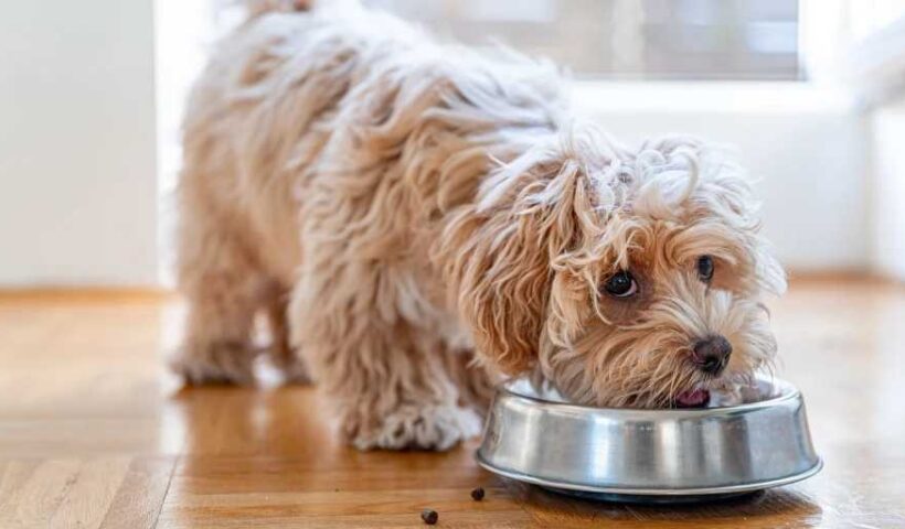 Dog Food: Reading Labels and Understanding Ingredients