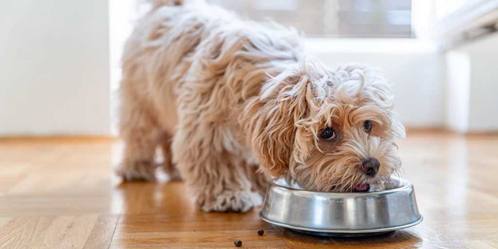 Dog Food: Reading Labels and Understanding Ingredients