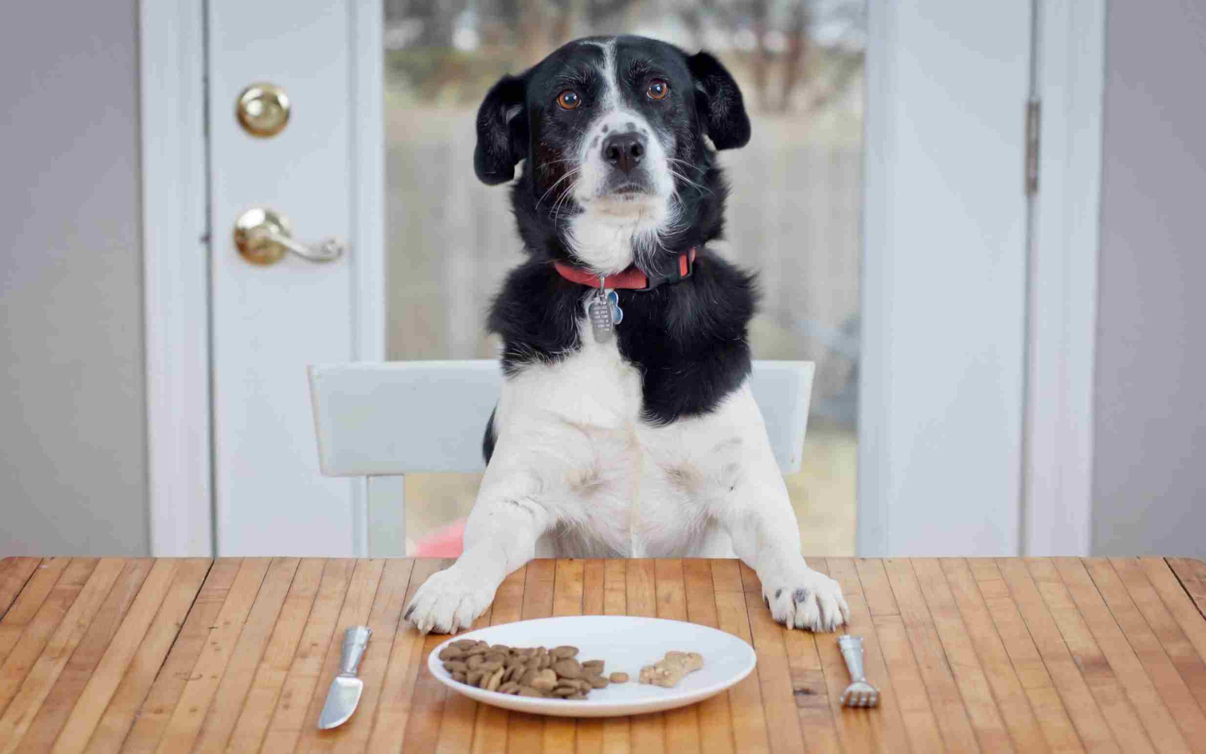 Introducing Dog Rolls into Your Pet's Diet: A Comprehensive Guide
