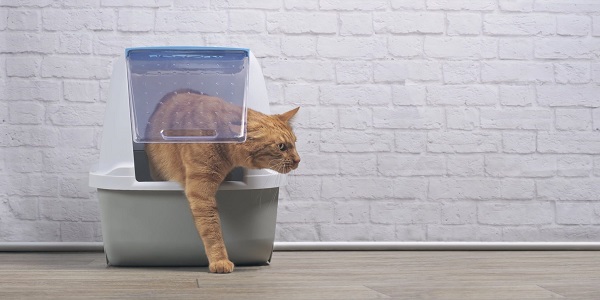 The Importance of Regularly Changing Your Cat's Litter