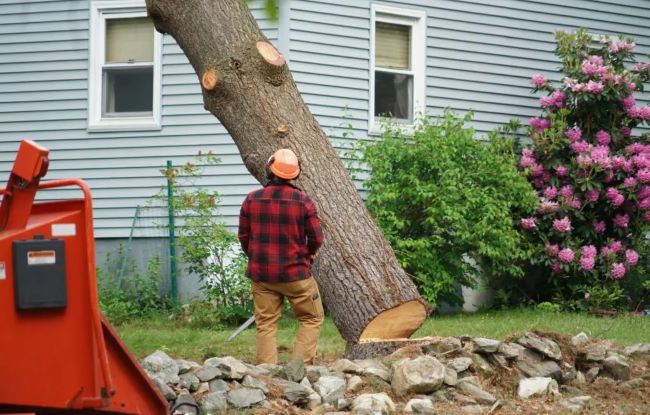 How to Find the Right Stump Removal Company?