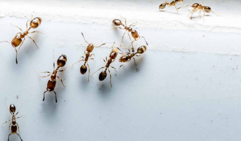 How to Keep Ant Infestations Out of Commercial Workspaces in Sydney’s High-Density Areas