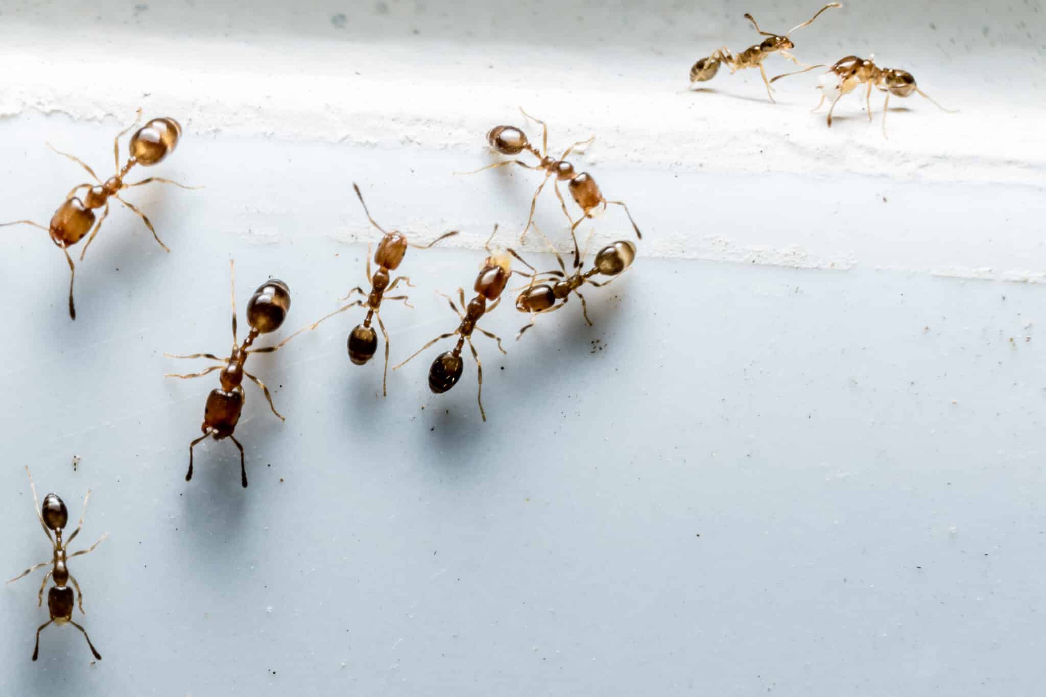 How to Keep Ant Infestations Out of Commercial Workspaces in Sydney’s High-Density Areas