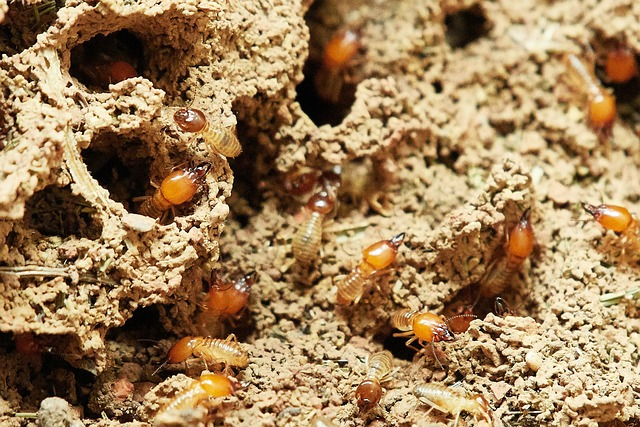 6 Expert Reasons Why You Should Invest in a Termite Inspection